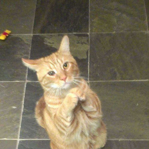 Meet your Posher, Cee - Picture 1 of 1